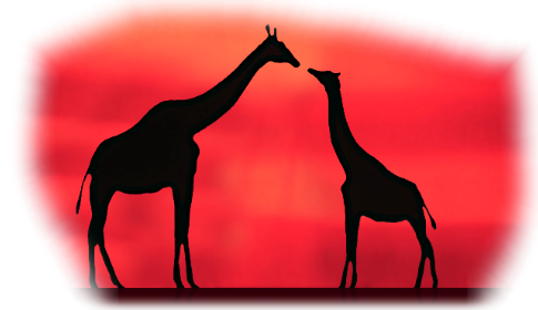 silhouette; giraffes; coloured shadows